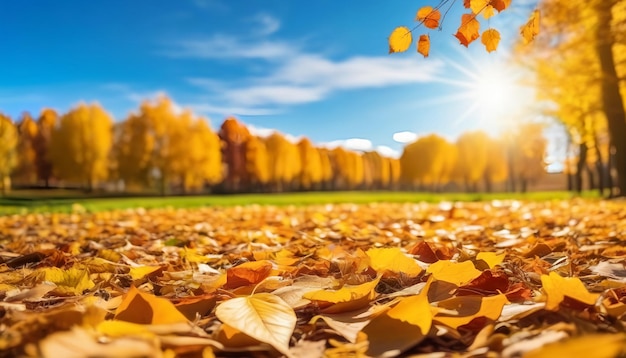 A carpet of beautiful yellow and orange fallen leaves against a blurred natural park and blue sky on