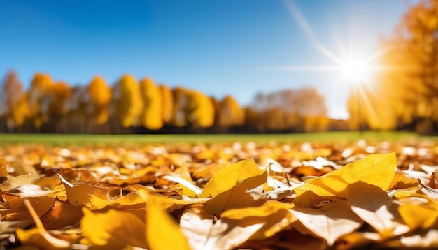 A carpet of beautiful yellow and orange fallen leaves against a blurred natural park and blue sky on