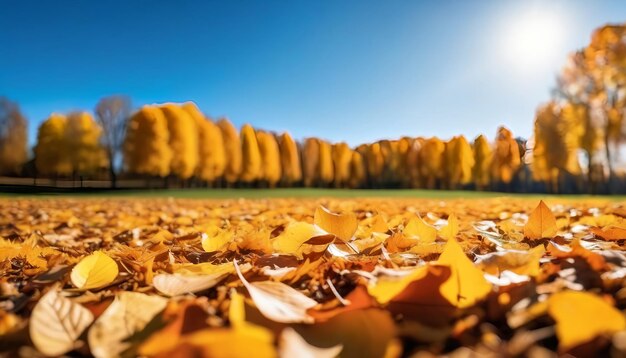 A carpet of beautiful yellow and orange fallen leaves against a blurred natural park and blue sky on