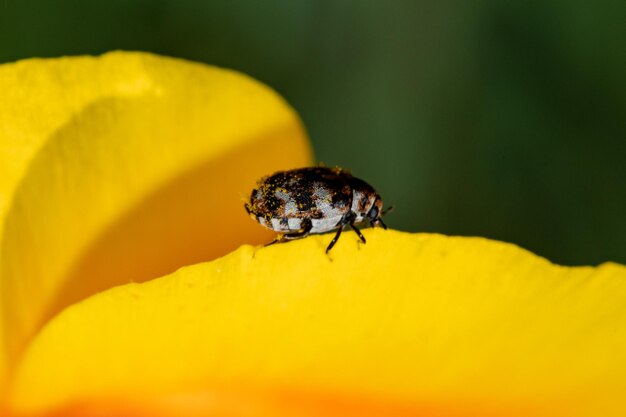 A carpet beetle feeding on pollen of california poppy