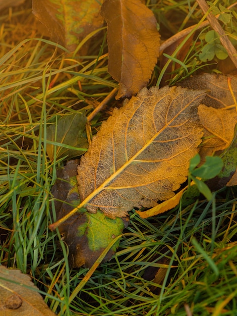 낙엽이 깔린 땅 위의 낙엽