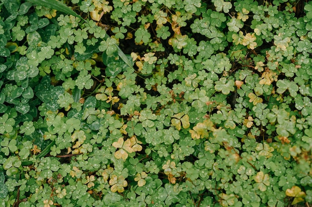 Photo carpet of green clover covered with dew drops.