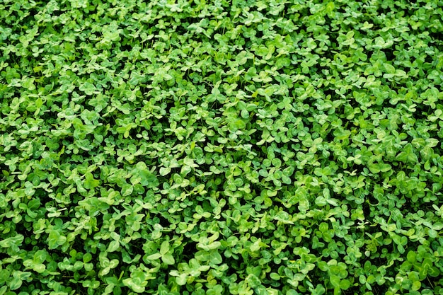 Tappeto realizzato con trama di trifoglio verde. foresta di primavera.