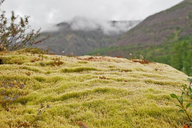 A carpet of moss on a cliff