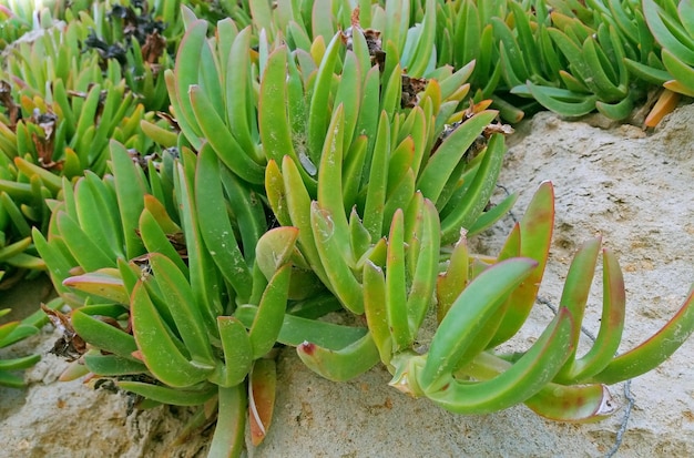 바위에서 자라는 식물 Carpobrotus Edulis의 융단