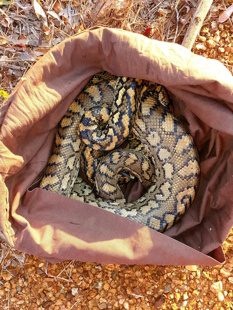 Photo carpet python rescued