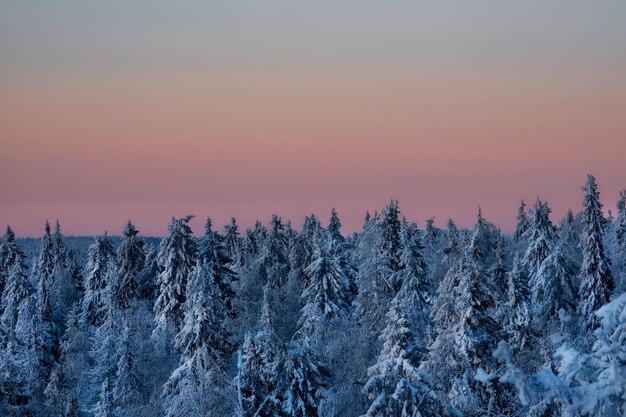 Carpet of snowy coniferous forest under dawn pink frosty fog