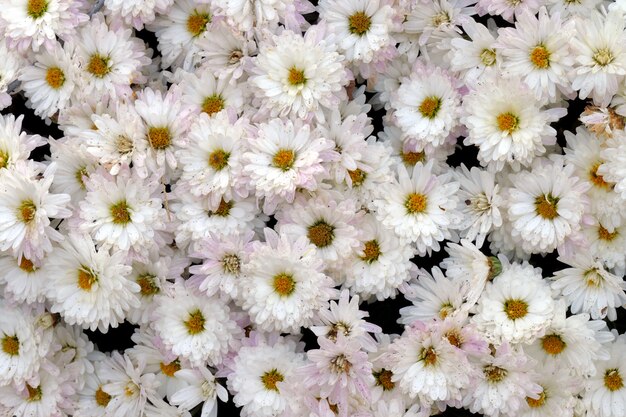 Carpet of white daisies with yellow center