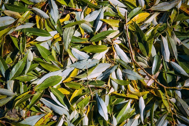 Carpet of yellow-green fallen leaves in the sunlight. Abstract autumn leaf background.