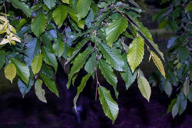 Carpinus betulus close-up Hornbeam bladeren in de lente