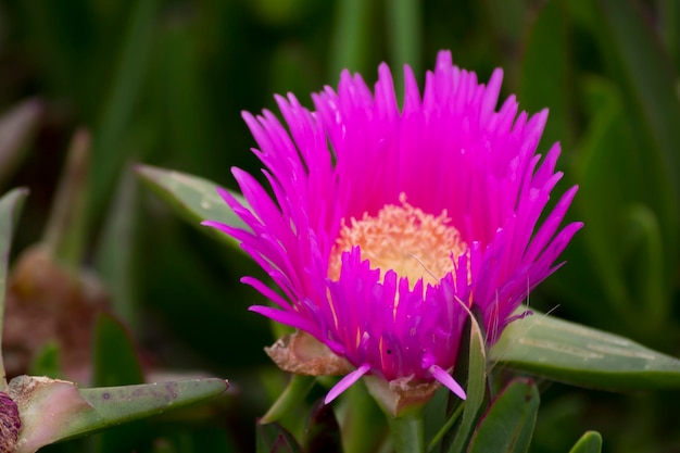 Carpobrotus edulis