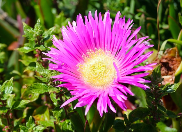 Carpobrotus (known as pigface, ice plant) with  pink large daisy-like flowers closeup.