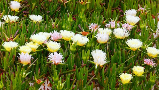 Carpobrotus (known as pigface, ice plant) with white large daisy-like flowers closeup.