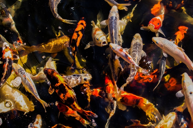 Carps in a Dark Pond(Japanese Koi Fish)