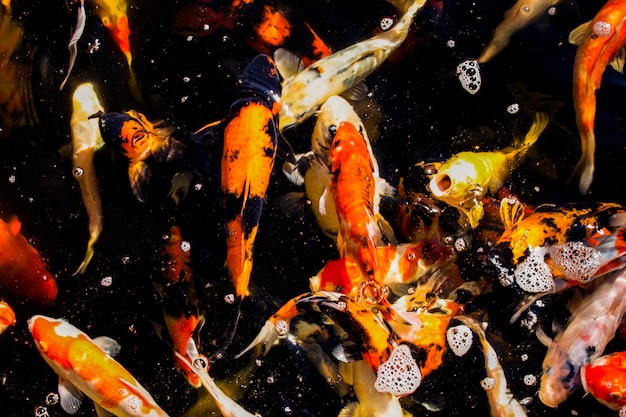 Carps in a Dark Pond(Japanese Koi Fish)