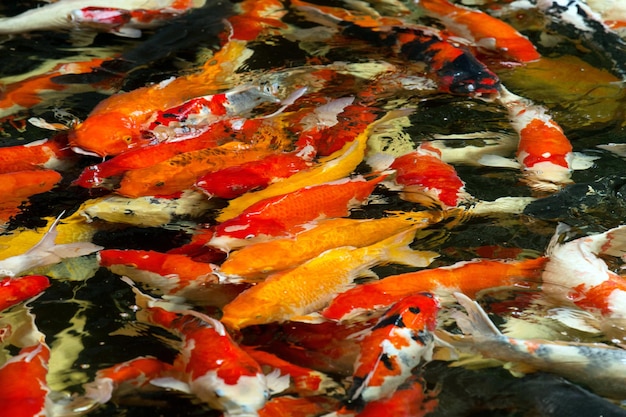 Carps swimming