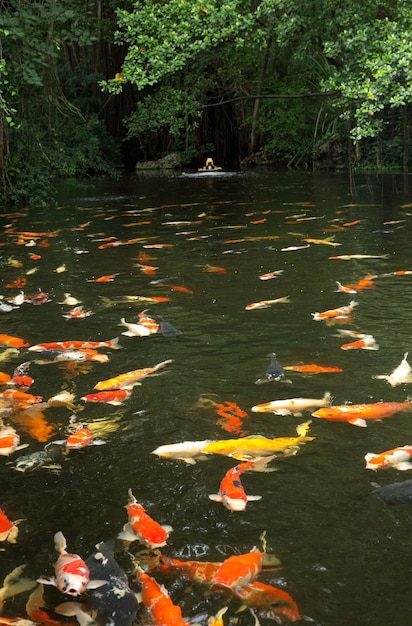 Carps swimming