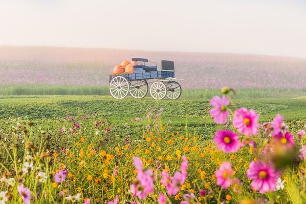 carriage on green grass at sunrise