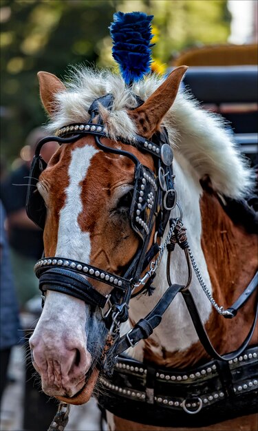 Foto cavallo di carrozza nyc