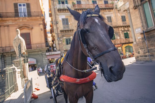 Carriage and horses in Palermo along the public streets