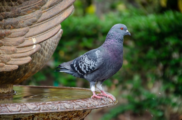 庭の噴水で伝書鳩