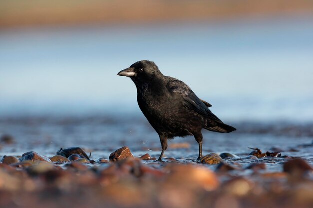 카리온 까마귀 코르부스 코론 (Corvus corone) 은 물 에 서 있는 단독 새입니다.