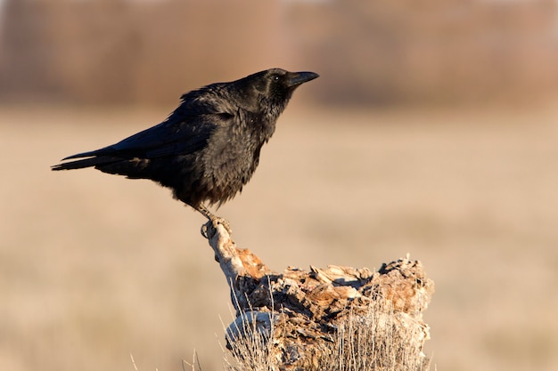 Carrion crow with the first lights of the day, raven, crow, bird, Corvus corone