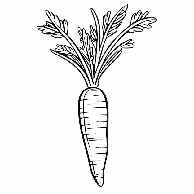 Photo carrot coloring page