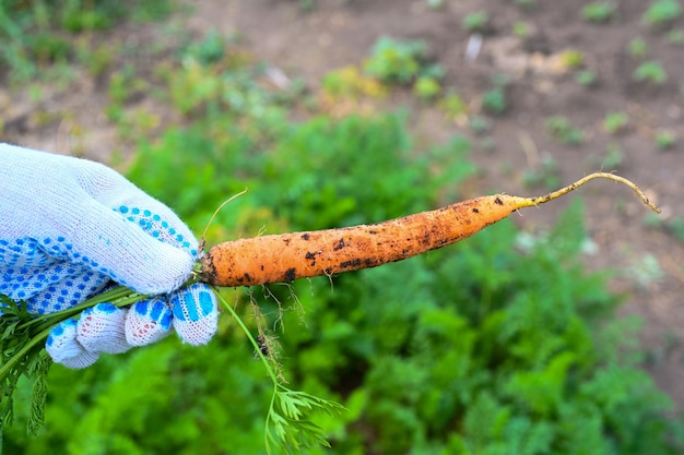 Carota in mano. agricoltura, giardinaggio, coltivazione di ortaggi.