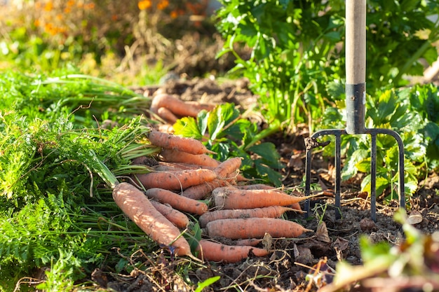 Урожай моркови на грядке в саду
