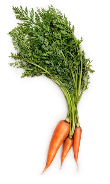 Carrot isolated on white background