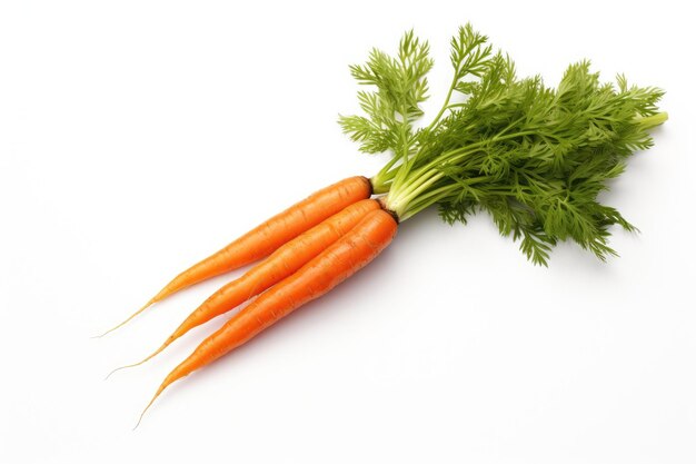 Carrot Plant Isolated On White Background