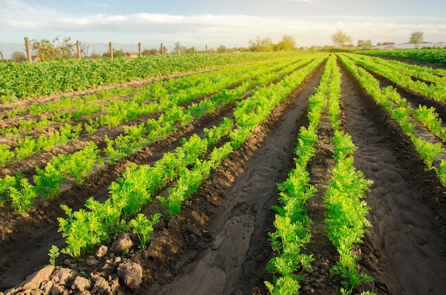 Carrot plantations grow in the field Vegetable rows Growing vegetables