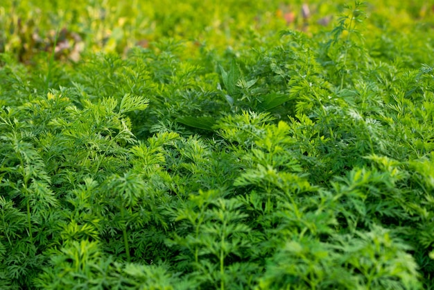 Carrot plants are growing in the vegetable garden Agriculture background with green carrot leaves