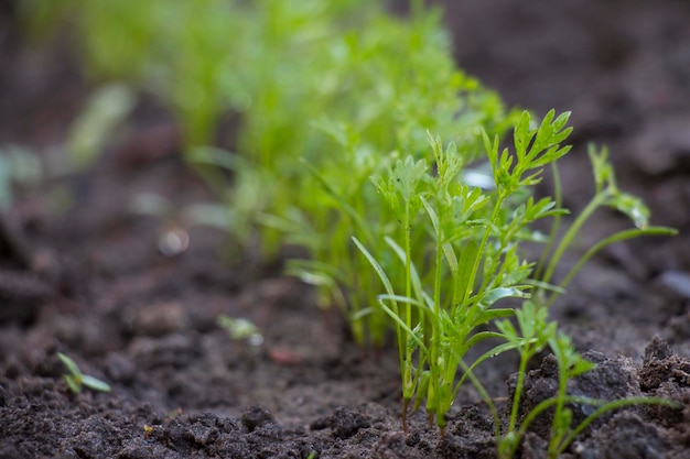 Carrot sprouts vegetable plantation