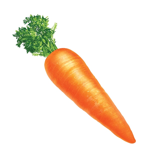 a carrot with a green top