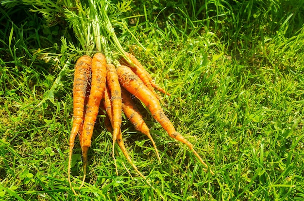 Морковь, собранная в саду, лежит на зеленой траве. Работа на плантации. Осенний урожай и концепция здоровой органической пищи.
