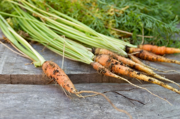 carrots from the organic garden