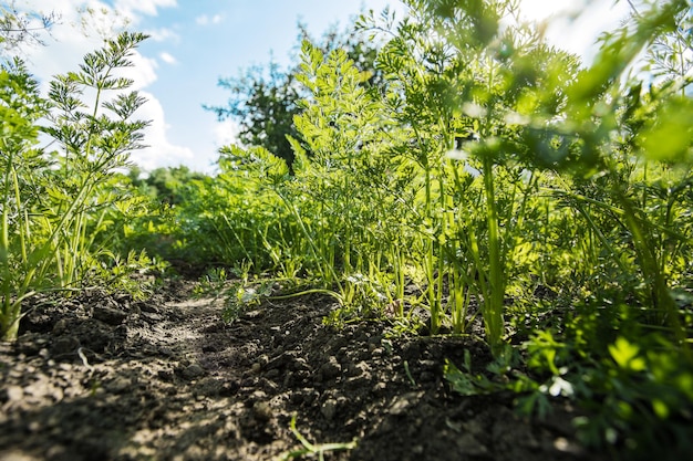 Carrots grow in the garden growing vegetables in the open ground