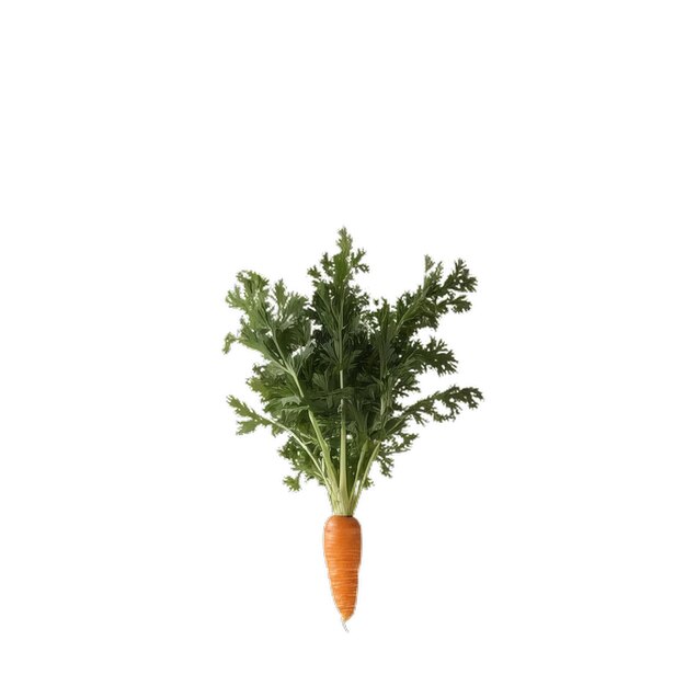 carrots isolated on white