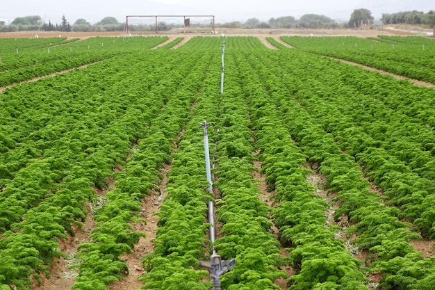 Carrots plantation with sprinklers