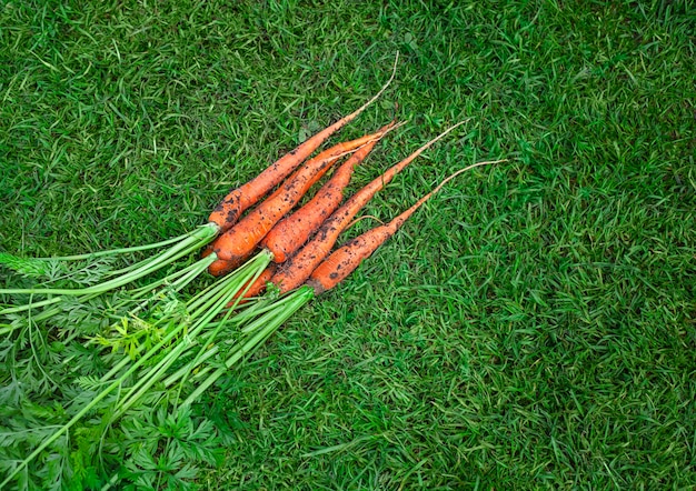 carrots with leaves lie on the grass. View from above