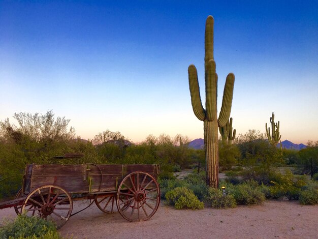 Photo cart against cactuses and plants growing on field