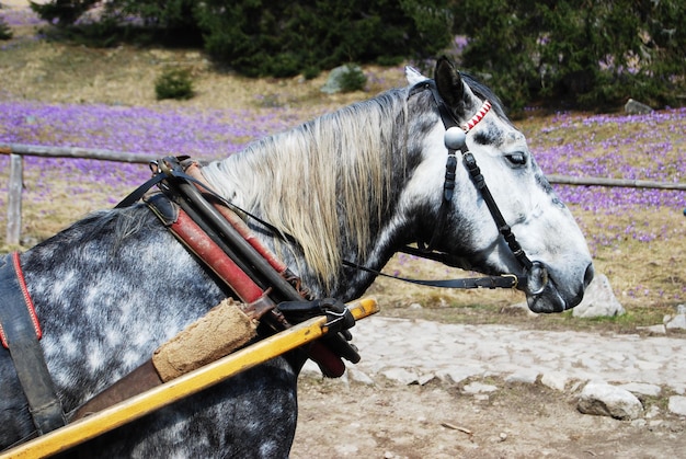 Cart Horse Closeup