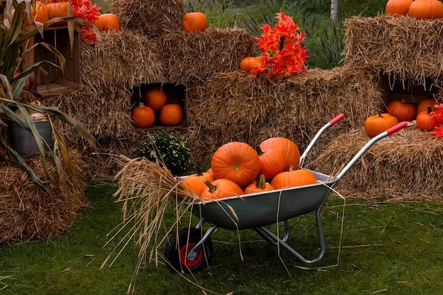 Фото Коляска с тыквой на фоне сена собирает спелую оранжевую тыкву