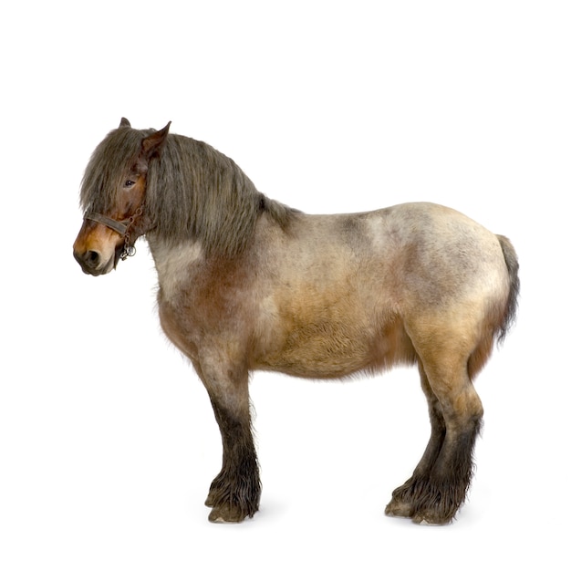 Carthorse in front of a white background