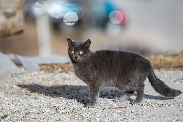 Carthusian grey cat yellow eyes portrait