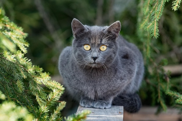 Carthusian grey cat yellow eyes portrait