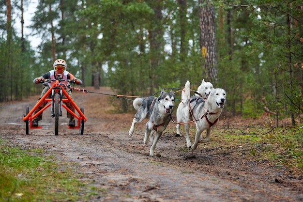 Carting dog mushing race. husky sled dog pulling the cart.\
dryland crosscountry mushing autumn competition.