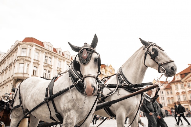 Foto carrelli con cavalli nella piazza della città vecchia di praga